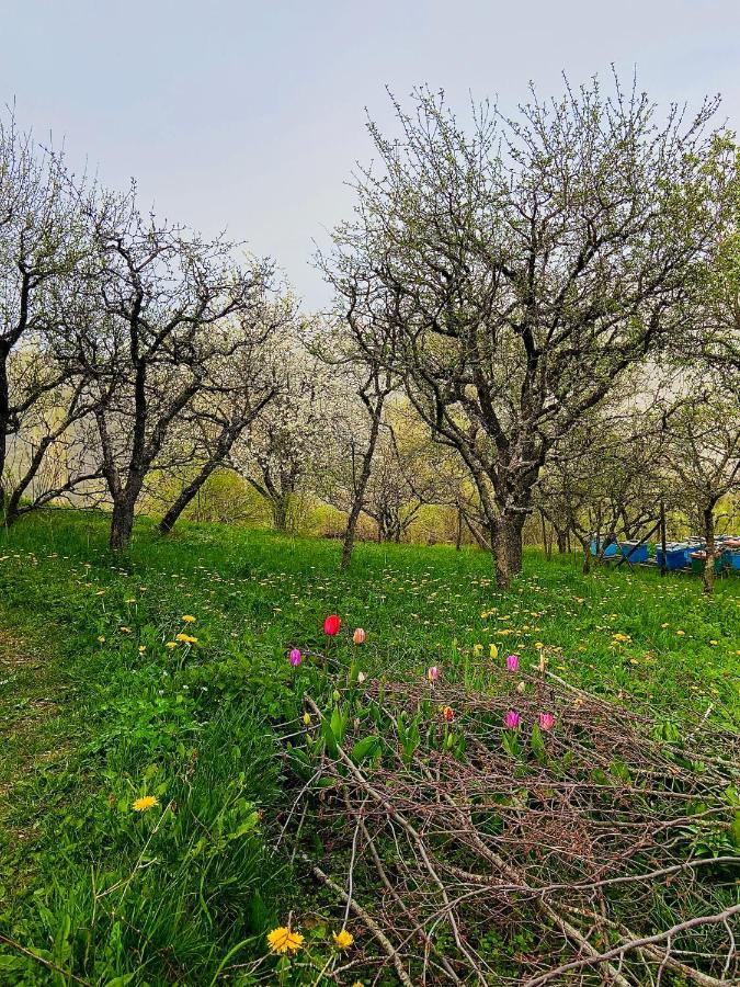 Cottage Modrich Struga Exterior photo